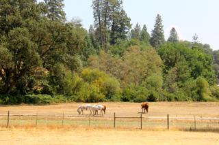 Nevada County California